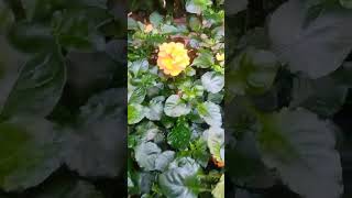 Crossandra Plant shortvideo [upl. by Malaspina]