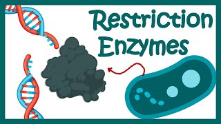 Restriction enzymes  Restriction endonuclease  How does the restriction enzymes work [upl. by Gove]