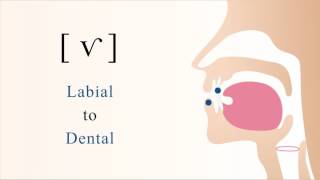 ⱱ  f̆  v̆  voiced labiodental tap [upl. by Kitchen302]