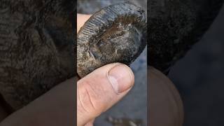 Peronoceras ammonite fossil find on the beach Whitby fossilhunting [upl. by Bartholomew]