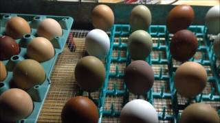 Hatching Chicks in an Incubator  From Start to Finish [upl. by Schouten]