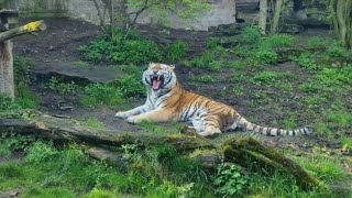 Roar of a Siberian Tiger from Prague Zoo [upl. by Aoh]