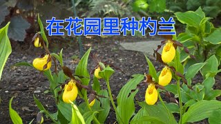 Sophies Garden 在花园里的种杓兰 Cypripedium parviflorum var makasin [upl. by Kcirdla]