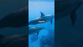 Dolphin vs Shark Who Rules the Ocean shark ocean animals dolphin titanic oceanlife [upl. by Enytnoel]