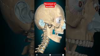 Movement of Mandible bone shortsvideo anatomy viralvideo [upl. by Edi]