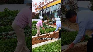 I changed to adding organic fertilizer to overwintering vegetables MySmallVegetableGarden garden [upl. by Stillman]