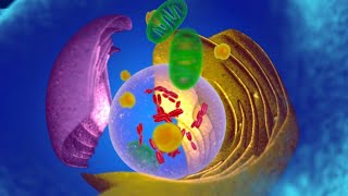 MITOCHONDRIA 3D ANIMATION [upl. by As]