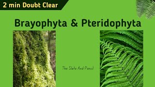 Difference between Bryophytes vs Pteridophytes  Hindi  tsplearning [upl. by Elokin]