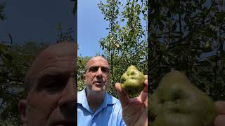 Best Pear Tree I review the Kieffer Moonglow and Warren pears [upl. by Simaj249]