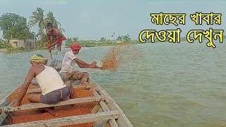 মাছের খাবার দেওয়ার মজাই অন্য রকম [upl. by Neneek]