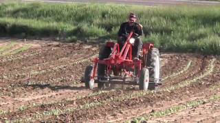 Cultivating Beans with a Tuffbilt [upl. by Pleione]