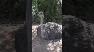 Ostrich Sounds  OSTRICH [upl. by Rennoc]