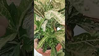 क्या करे क्रोटोन की ग्रोथ के लिए 🪴🪴greenery gardening terracegraden pov foryou fyp fypシ゚viral [upl. by Yahsed]