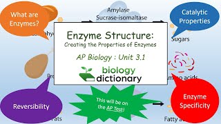 Enzyme Structure Creating the Properties of Enzymes  AP Biology 31 [upl. by Virgilio]