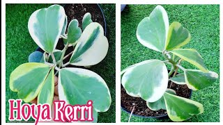 Hoya Plant Care  Variegated Hoya Kerrii Propagation  How to grow Healthy Hoya Kerri Plant [upl. by Donetta]