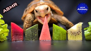 ASMR Mukbang Eating Food 🐢 Turtle Tortoise 96 [upl. by Kellyn724]