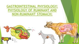 Physiology of Ruminant amp Non Ruminant Stomach  Gastrointestinal Physiology  Structure of Stomach [upl. by Htenaj322]