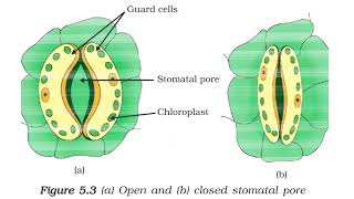 Autotrophic Nutrition Class 10 ncert  Life Processes Class 10 Science Biology [upl. by Asamot]