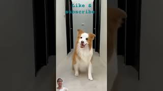 Tumak tumak jab hit jaye youtubeshorts comedianpuppy doglovers [upl. by Gardel]