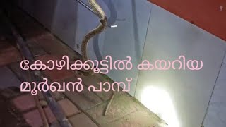 കോഴിക്കൂട്ടിൽ കയറിയ മൂർഖൻ [upl. by Stochmal297]