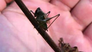 Stridulating Katydid [upl. by Oad]