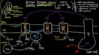 BIOCHEM 44  Electron Transport Chain [upl. by Lairbag]