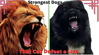 Strongest Dogs that Can Defeat a Lion [upl. by Ranna265]