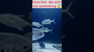 Tuna fish die without swimming😱 fish amazingfacts trending new latest interestingthings 1m [upl. by Bernstein]