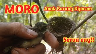 Serunya Berburu Anakan Burung Kipasan yang Baru Keluar Dari Sarang [upl. by Camden]