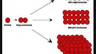 Biología  Clasificación de las bacterias [upl. by Korns303]