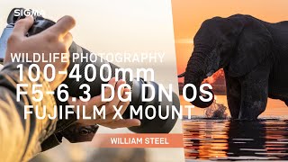 SIGMA 100400mm F563 DG DN OS  Contemporary for FUJIFILM X Mount Wildlife Photography [upl. by Kolosick]