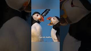 Facts You Didn’t Know About Puffins 🐧 [upl. by Dari520]