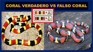 Coral Venenosa vs Falso Coral Diferencias snake [upl. by Pernas]