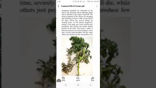 Fusarium wilt in tomatoes agriculture professionalfarmer biology farming farmingagency tomato [upl. by Niryt]