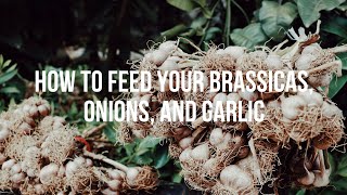 How to Feed Your Brassicas Onions and Garlic [upl. by Ariela]