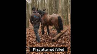 This difficult agility test requires a very calm horse [upl. by Sosna]