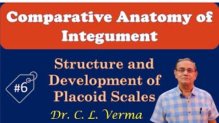 Structure and Development of Placoid Scales [upl. by Nirehtac]