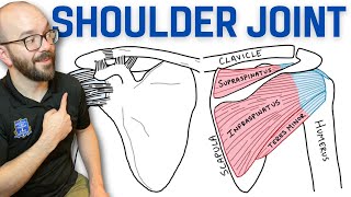 Anatomy of the Shoulder Joint  Bones Ligaments and Muscles [upl. by Deana885]