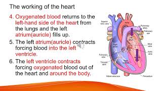 Biology Grade 9 unit 3 part twelve [upl. by Tennes]