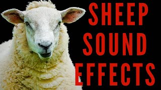 Sheep Sound Effects Listen To The Different Sounds Sheep Make  maktubytv [upl. by Dickson]