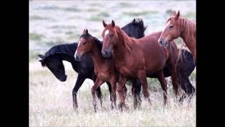 Wyoming Wild Horse Ranch July 2016 [upl. by Guibert]