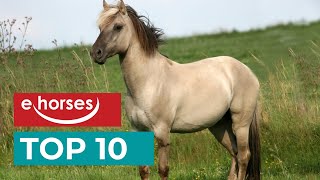 Top 10 seltene Pferderassen [upl. by Farver]