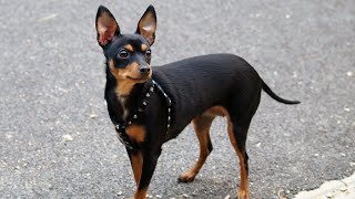 Prague Ratter Dog Breed Pros amp Cons [upl. by Eirok]