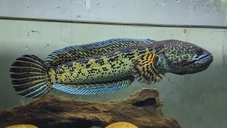 Golden Cobra Snakehead under the worm white light Channa aurantimaculata snakehead 4k [upl. by Olegnaid]