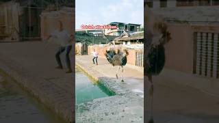 Ostrich attacks man a narrow escape shorts shortvideo ostrich [upl. by Kathy]