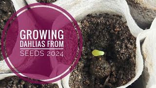 Growing dahlias from seed 2024 [upl. by Sisxela]