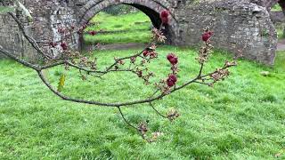 Lucombe Oak  branches twigs buds amp flowers  April 2023 [upl. by Aranahs]