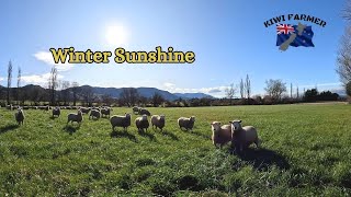 Setting Up The Lamb Shed  Feeding Out Shifting ewes and much more [upl. by Denna]