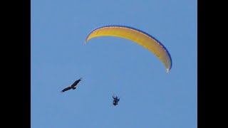 Paragliding Algodonales 2027 maart 2011 [upl. by Pandolfi606]