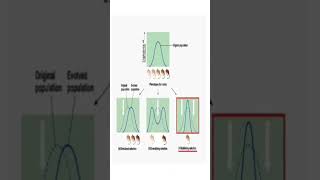 3 Types of Natural Selection Explained in 10 seconds shorts science [upl. by Winikka]